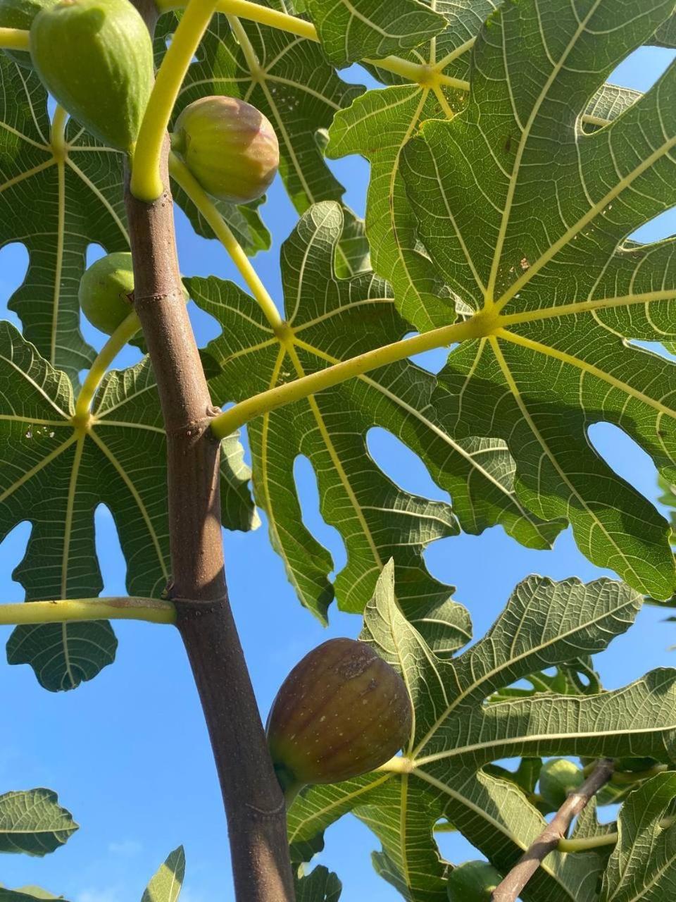 אפרטהוטל ואפניארקה Bukhta מראה חיצוני תמונה